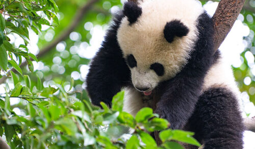 4D SICHUAN’S SERENE PATHS: TAOISM & PANDA WITH HOT SPRINGS RETREAT