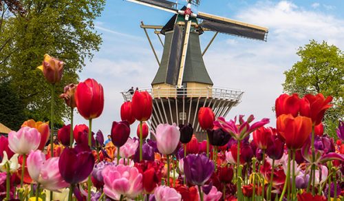 8 DAYS AMSTERDAM & BELGIUM TULIP CRUISE