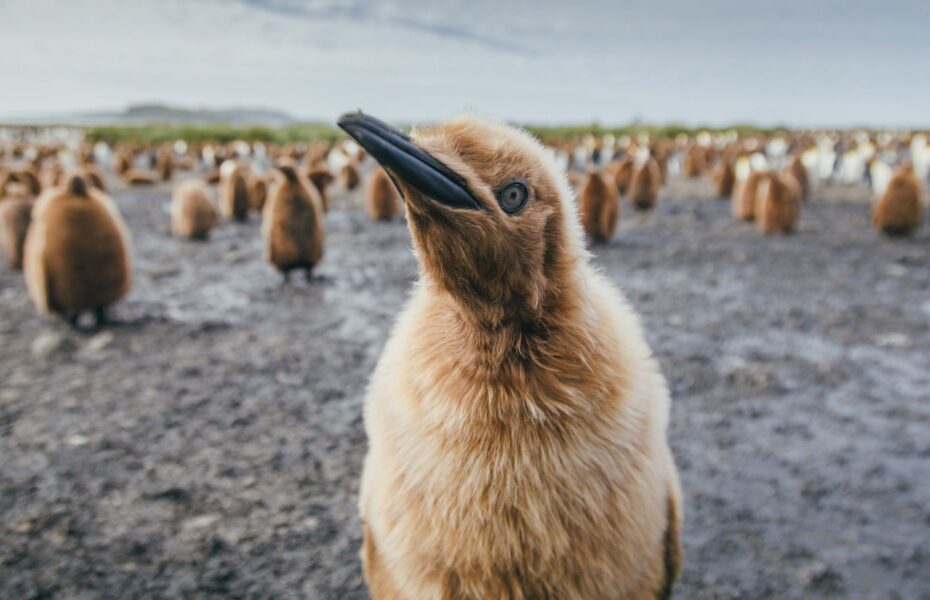 This is where your plan goes SOUTH: Travel to the Antarctica