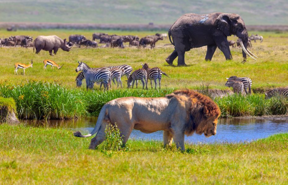 The 11 African Safari Animals you need to see with your own eyes