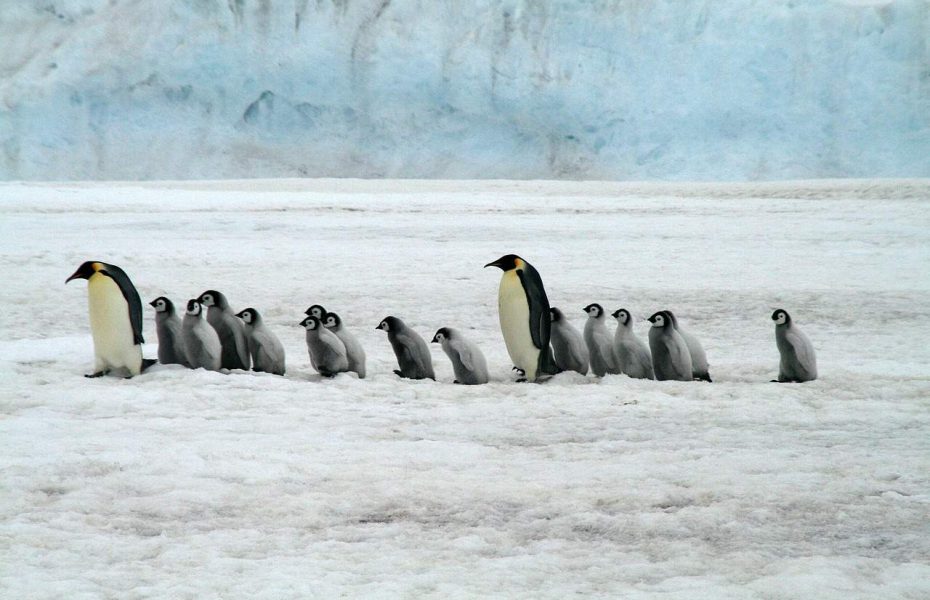 Wildlife and Landscape of The Antarctica Peninsula