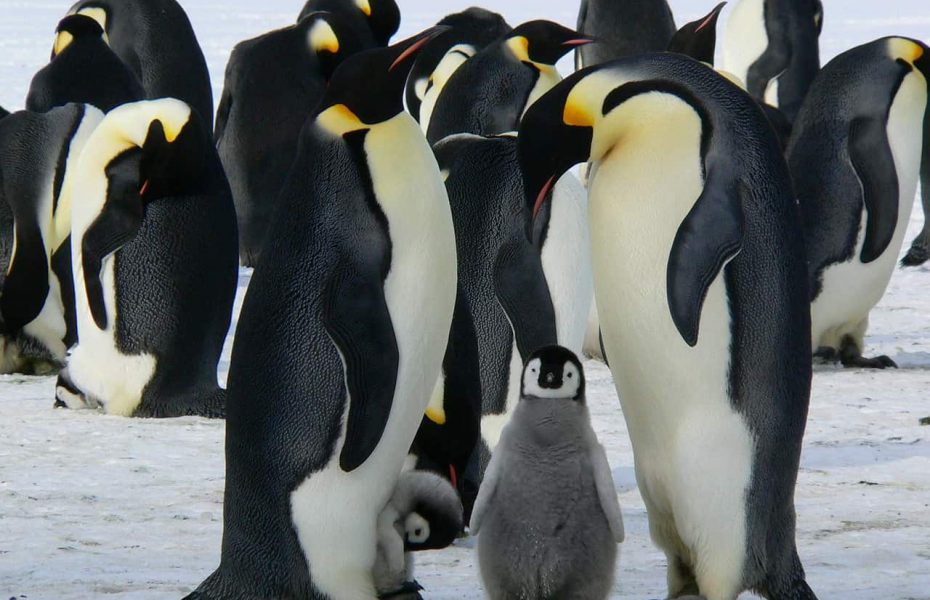 Emperor Penguins at Atka Bay