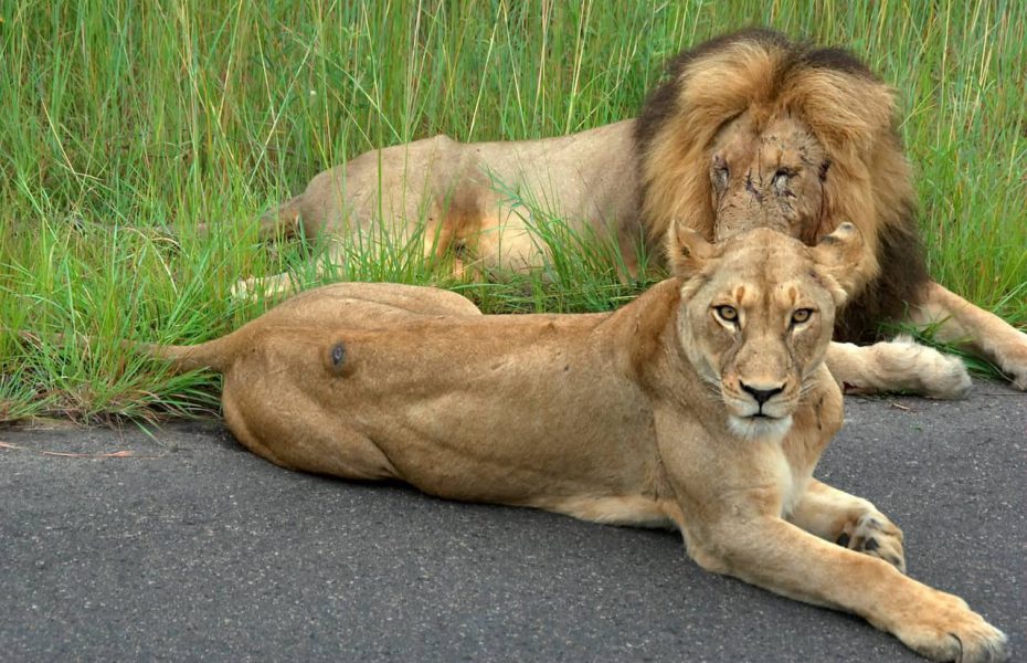 The Big 5 in Kruger National Park