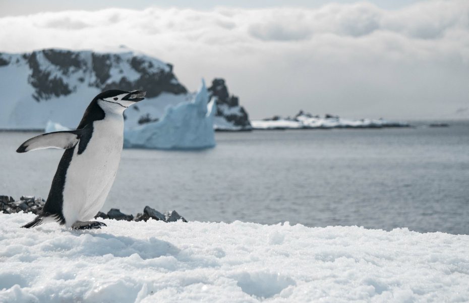 An Unforgettable Adventure through The Arctic