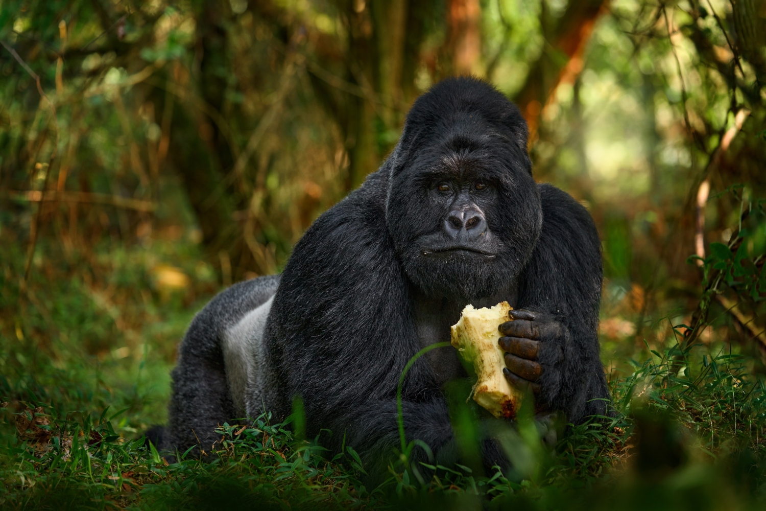 6 DAYS INTO THE GORILLA KINGDOM OF RWANDA | Intriq Journey