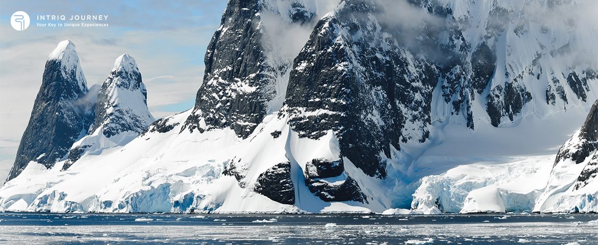 Antarctic Wildlife Encounters: Penguins, Whales, and Seals in Their Natural Habitat