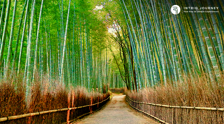 Arashiyama Bamboo Grove in Autumn