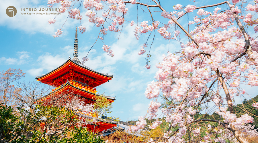 Cherry Blossoms In Japan