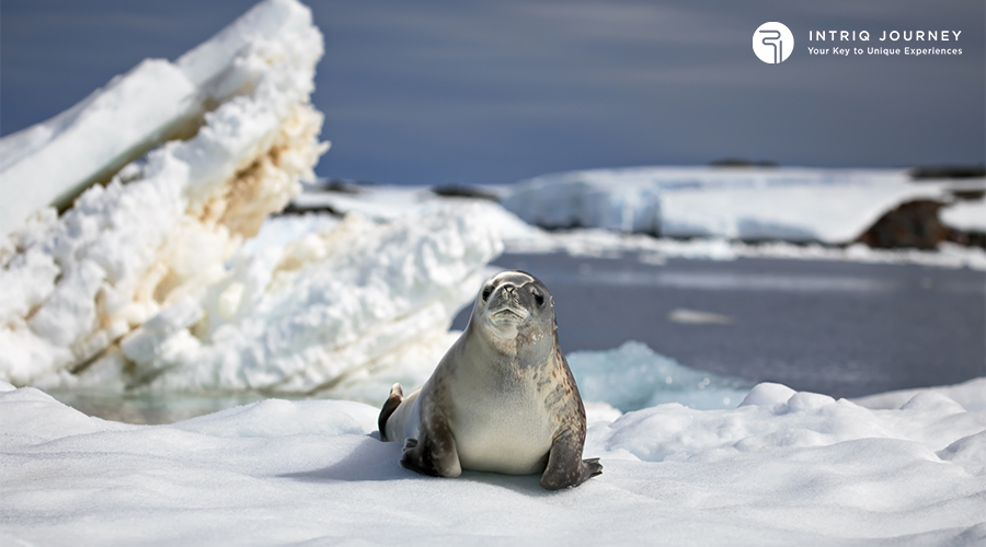 Image of seal in Antarctica