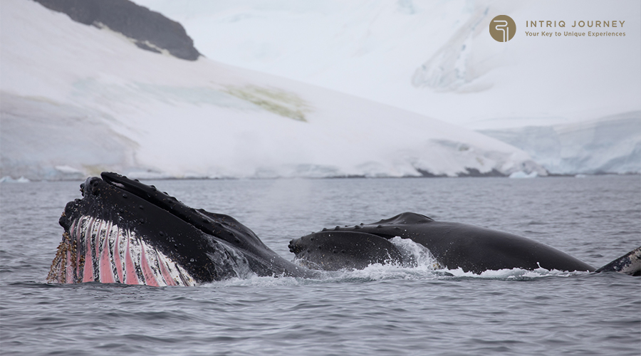 Image of whales in Antarctica