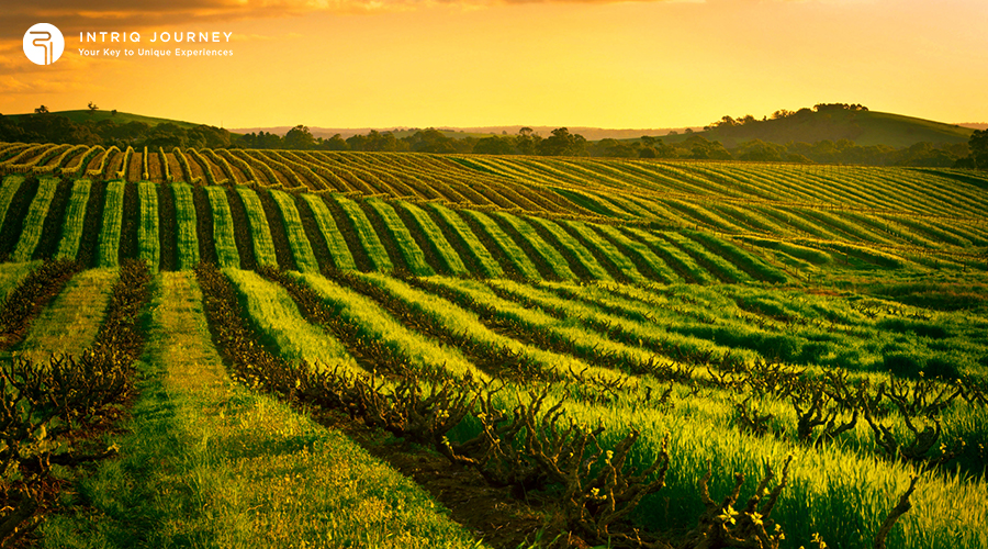 Barossa Valley