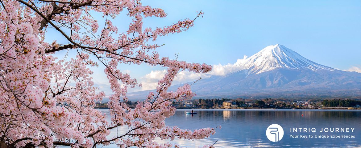 mount fuji and cherry blossoms