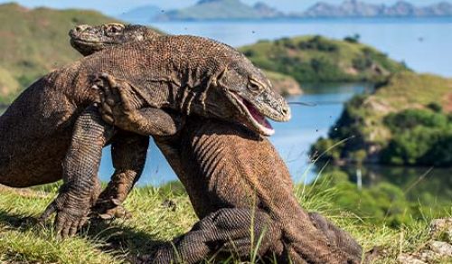 8 DAYS BALI TO KOMODO: LUXURY CRUISE THROUGH UNTOUCHED PARADISE