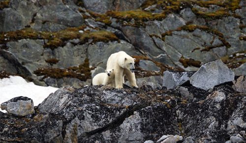 FIXED GROUP DEPARTURE: 14 DAYS EXCLUSIVE SVALBARD PHOTOGRAPHY SAILING EXPEDITION (8 – 21 Aug 2025)