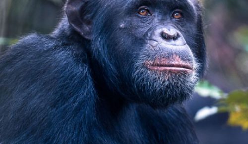 9 DAYS CLASSIC TANZANIA & CHIMPANZEE SAFARI (FAMILY-FRIENDLY)