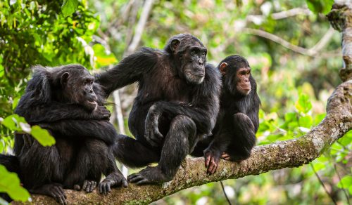 10 DAYS CLASSIC TANZANIA & CHIMPANZEE SAFARI