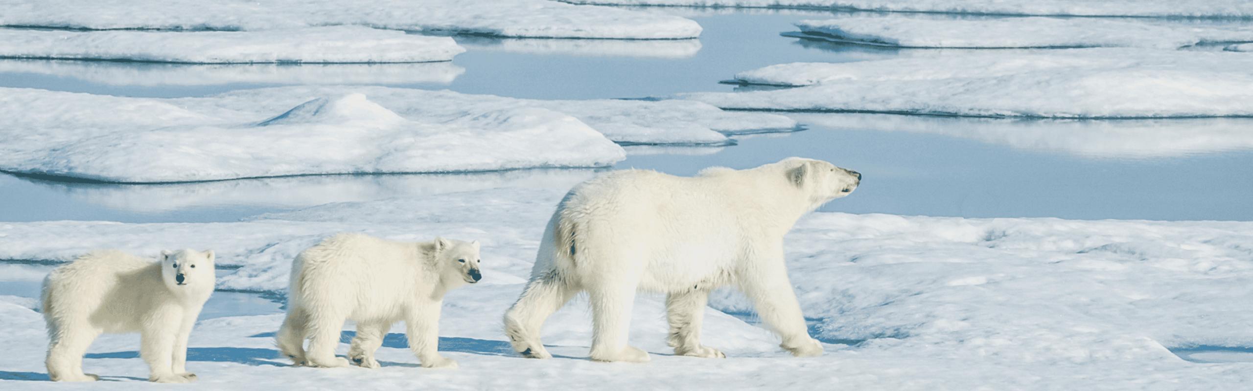 Wildlife Encounters on an Arctic Cruise: Polar Bears, Whales, and More